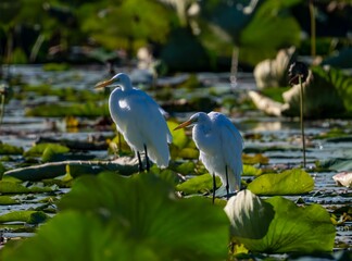Closeup of majestic great egret birds in a swamp during daytime