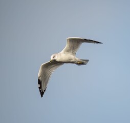 Closeup shot of a common gull (Larus canus) flying in the blue sky