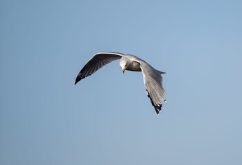 Common gull (Larus canus) flying in the blue sky