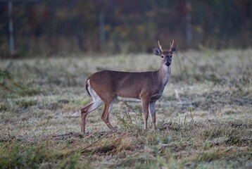 Beautiful deer standing in the field and looking at the camera