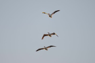 Common gulls (Larus canus) flying in the blue sky