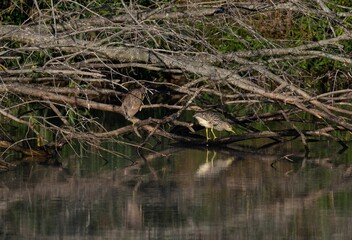 Grey herons (Ardea cinerea) perched on the tree near the water