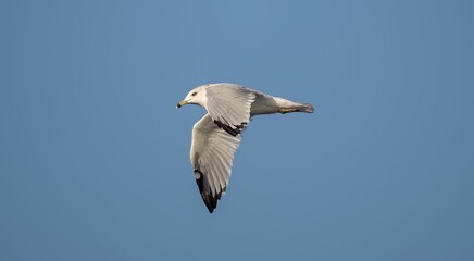 Common gull (Larus canus) flying in the blue sky