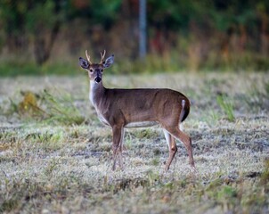 Beautiful deer standing in the field and looking at the camera