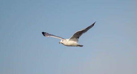 Fototapeta na wymiar Common gull (Larus canus) flying in the blue sky