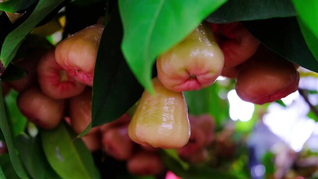 Wax apple, Syzygium Samarangense, java apple, Semarang rose apple, wax jambu.