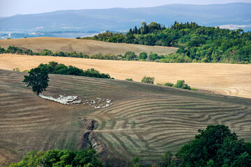 Fototapeta premium Tuscan landscape of the Sienese hills