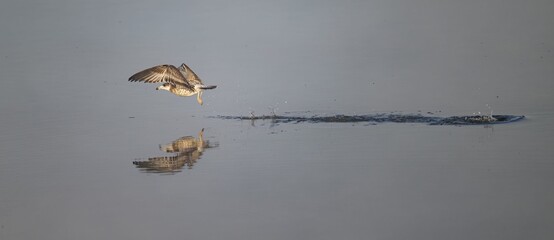 Common gull (Larus canus) flying above the water