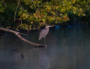 Grey heron (Ardea cinerea) resting on a fallen tree in the lake