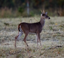 Selective focus shot of a deer in its natural habitat