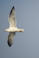 Vertical shot of a seagull flying in a blue sky