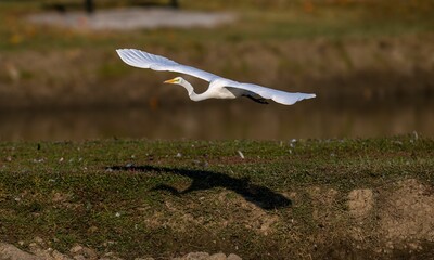 Beautiful shot of a great white egret flying over a landscape