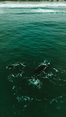 Naklejka premium Baleia Franca Oceano Atlantico Sul Eubalaena Australis Animal Aquático Água Salgada Mar Vida Marinha Submarina Natureza Peixe Mamífero Sol Verão Conservação Drone Aérea