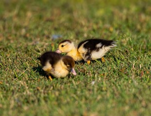 Closeup shot of two baby ducks in a green field during the day