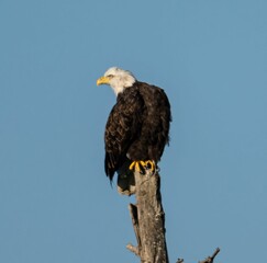 Closeup of a Southern Bald Eagle perched on a wood against a blue sky