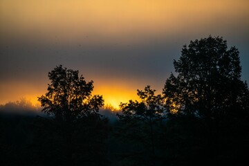 Fototapeta na wymiar Beautiful sunset view behind trees on a misty day