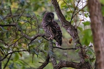 Barred owl perched on a tree. Strix varia.