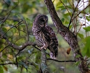 Closeup of a barred owl perched on a tree. Strix varia.