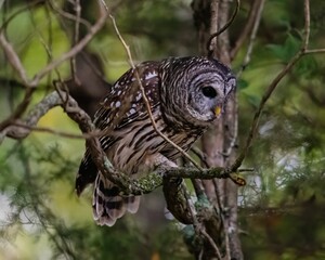 Closeup of a barred owl perched on a tree. Strix varia.