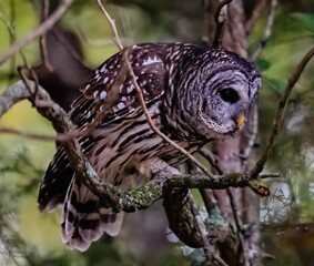 Closeup of a barred owl perched on a tree. Strix varia.