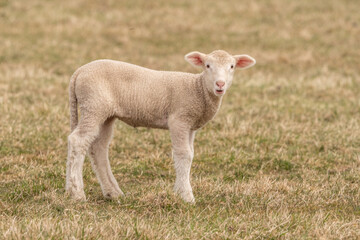 Newborn Lamb in Pasture Looking at Camera with copy space. 