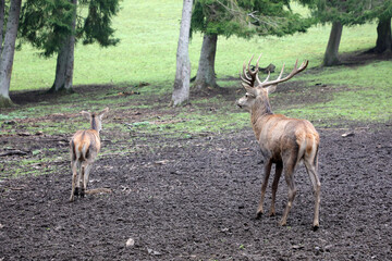 Hirsche im Wald