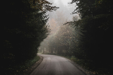 Empty rural road passing by forest on foggy day