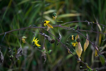 Closeup shot of coneflowers (Rudbeckia)