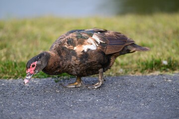 Closeup shot of a  Muscovy duck (Cairina moschata)