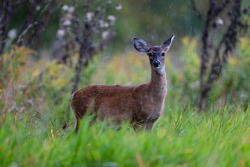 Scenic view of a White-tailed deer standing in green grass on a rainy day