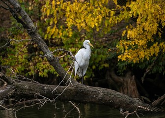 Closeup of a white Eastern great egret perched on a tree on a lake