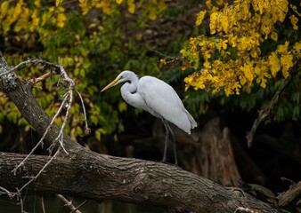 Closeup of a white Eastern great egret perched on a tree in a forest