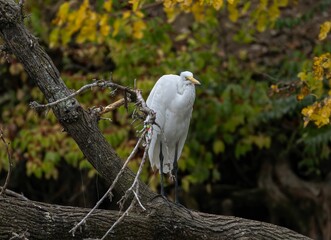 Closeup of a white Eastern great egret perched on a tree in a forest