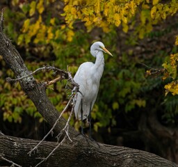 Closeup of a white Eastern great egret perched on a tree in a forest