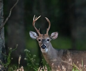 Closeup of a white-tailed deer in green grass in a forest