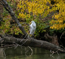 Closeup of a white Eastern great egret perched on a tree on a lake