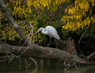 Closeup of a white Eastern great egret perched on a tree on a lake