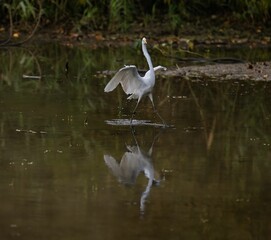 Closeup of a great egret flying over a lake in the nature