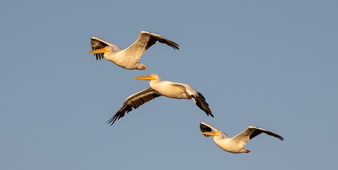 Closeup of great white pelicans flying in the blue sky