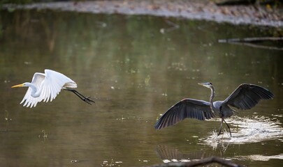 Closeup of great egret and gray heron flying over a lake in the nature