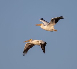 Closeup of great white pelicans flying in the blue sky