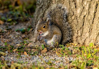Closeup of an Eastern grey tree squirrel, Sciurus carolinensis searching for food in a forest