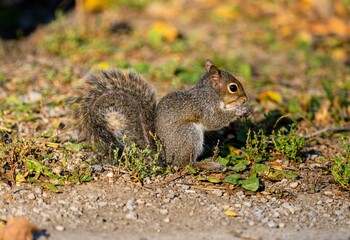 Closeup of a cute Eastern grey tree squirrel, Sciurus carolinensis searching for food in a forest