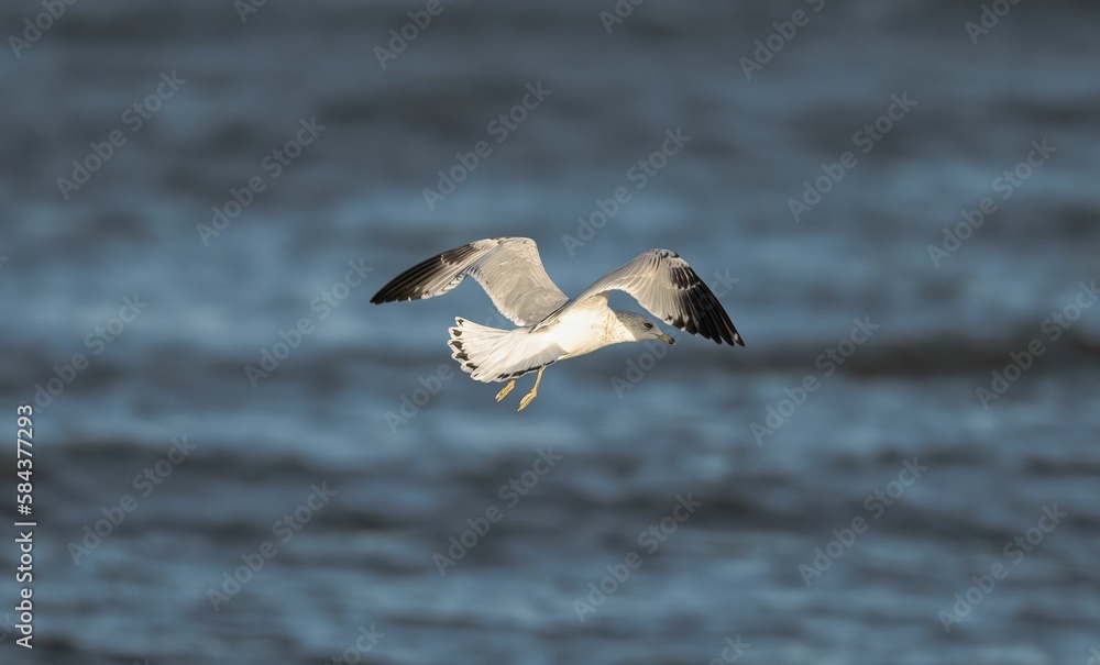 Poster Common white gull flying over the sea