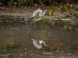 Scenic view of the moment of the flight of a great white egret from a pond