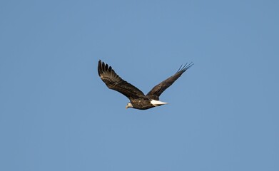Bald eagle flying in the air against a blue sky