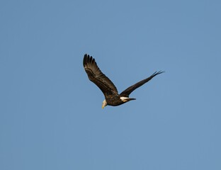 Bald eagle flying in the air against a blue sky