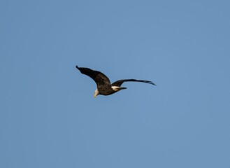 Bald eagle flying in the air against a blue sky