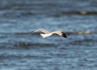 Common white gull flying over the sea