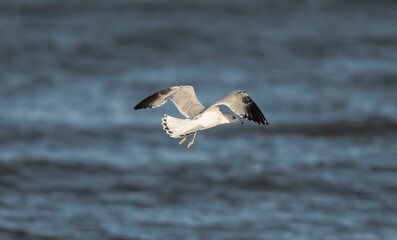 Common white gull flying over the sea